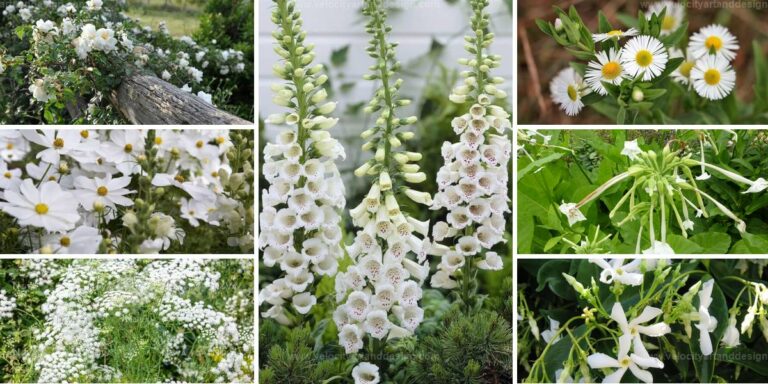 Best White Flower Types