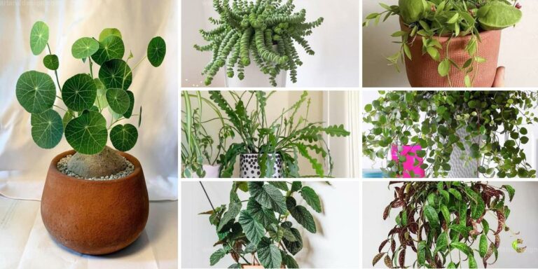 Best Indoor Vine & Climbing Plants