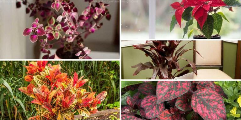 Best Red Indoor Plants