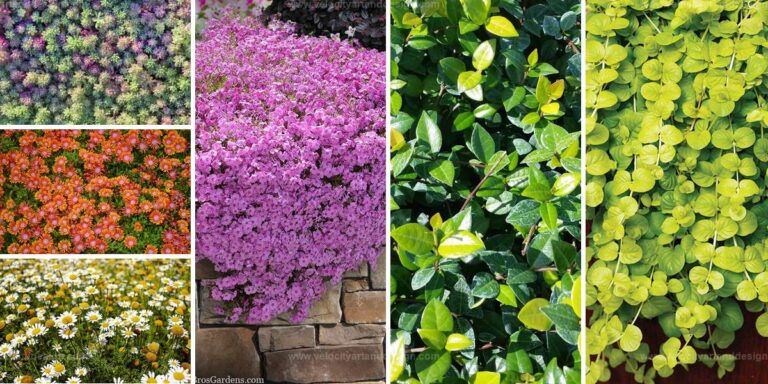 Top Low-Maintenance Ground Covers