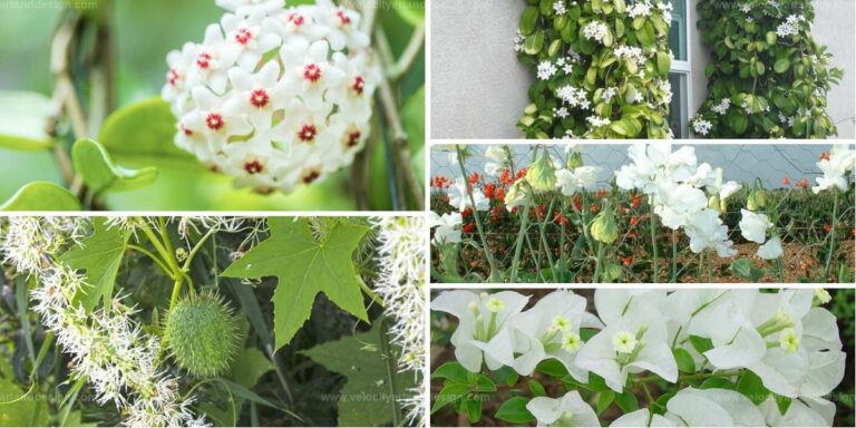 Top Climbing Plants With White Flowers