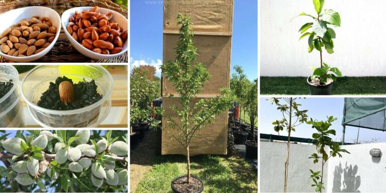 Best Guide to Growing Almond Trees from Seeds at Home