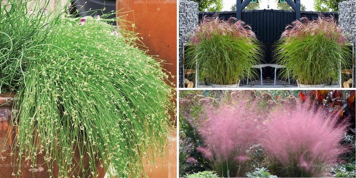 Best Ornamental Grasses