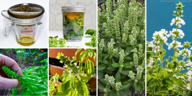 Best Benefits of Basil Flowers