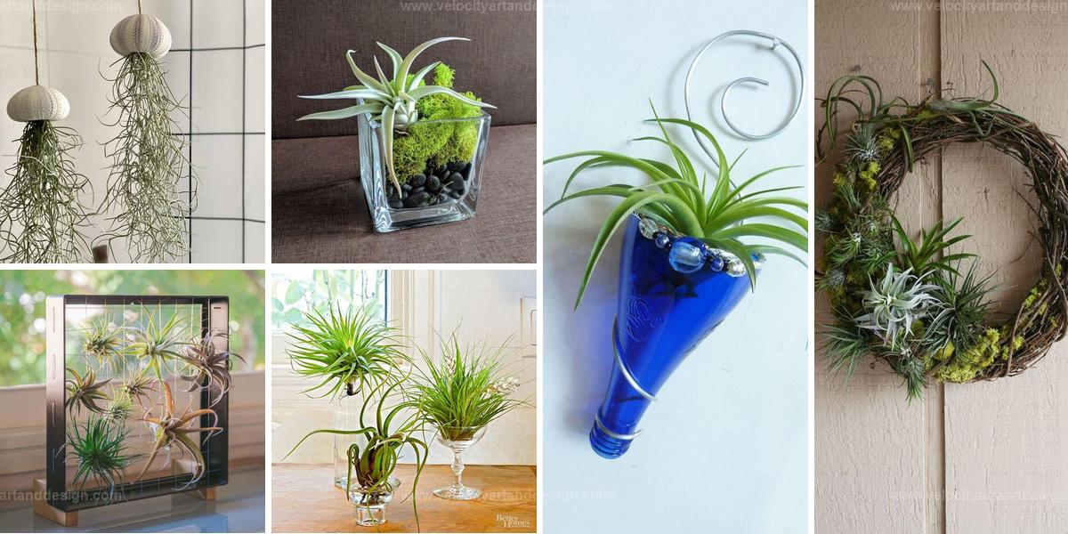 Top Ideas For Air Plant Displays