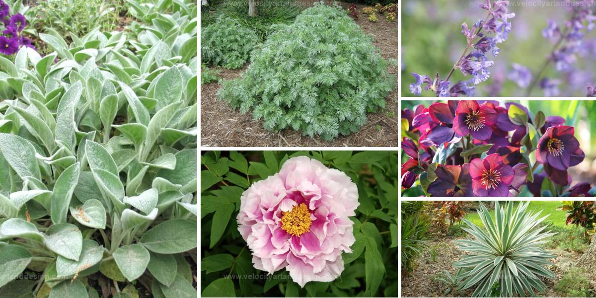 Best Slug-Resistant Landscaping Plants