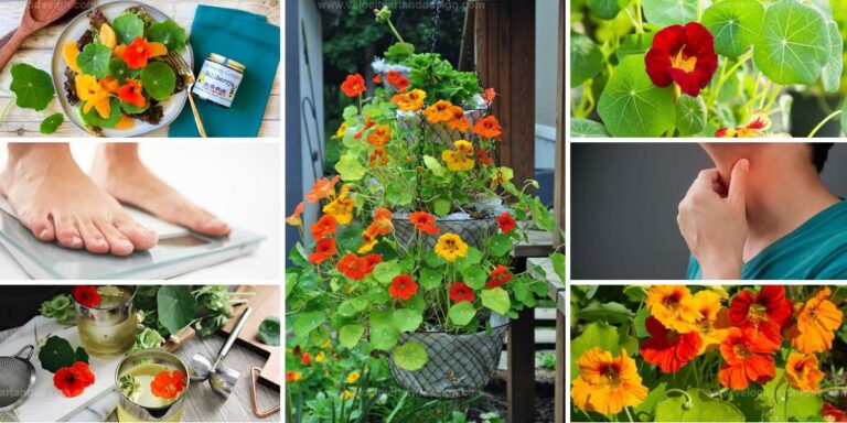 Top Nasturtium Benefits