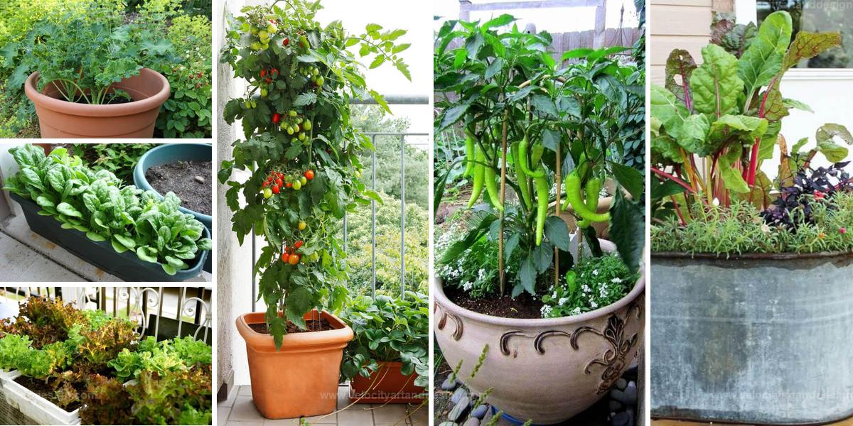 Best Vegetables to Grow in Containers