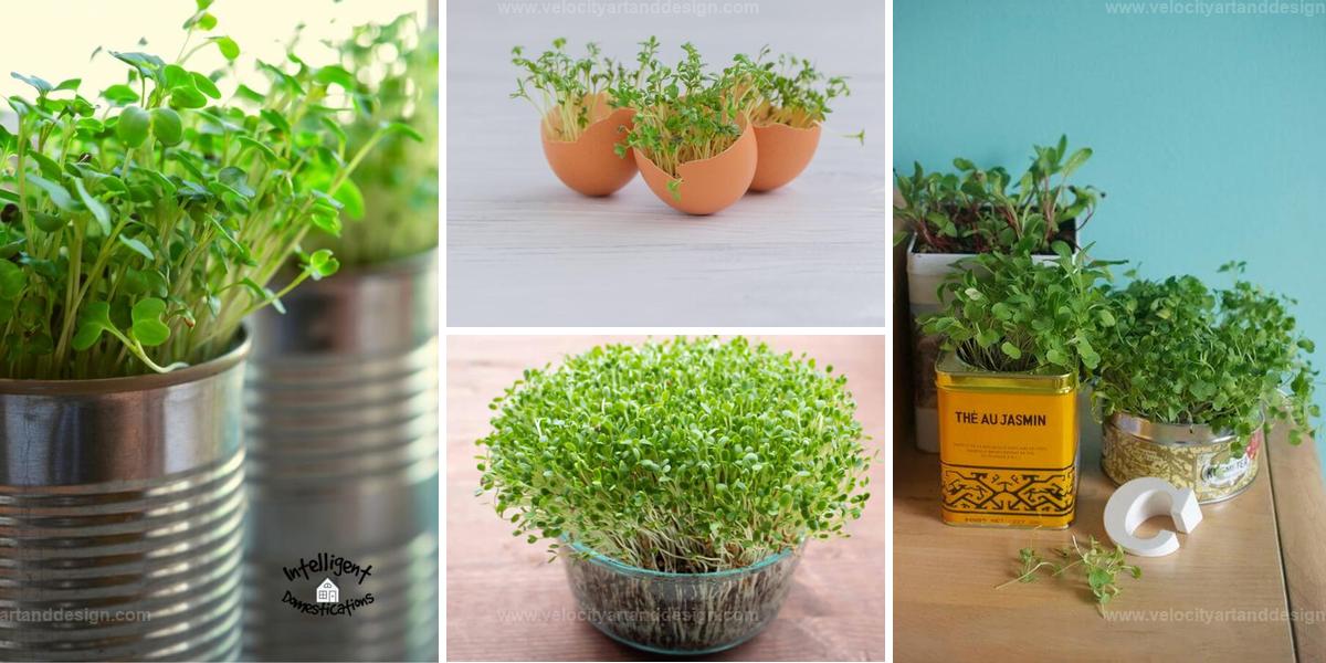 Best Microgreen Garden Ideas