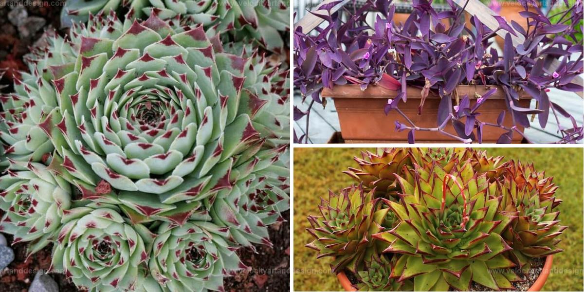 Best Stunning Colorful Succulents