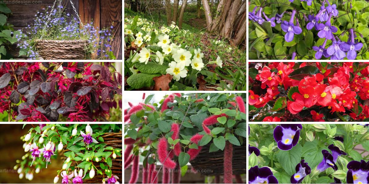 Top Flowers to Beautify Your Hanging Baskets