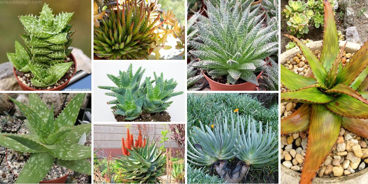 Best Aloe Varieties