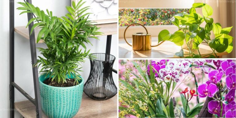 Top Feng Shui Plants