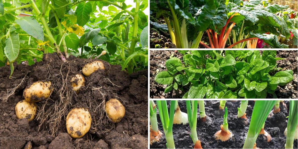 Best Shade-Tolerant Vegetables to Grow