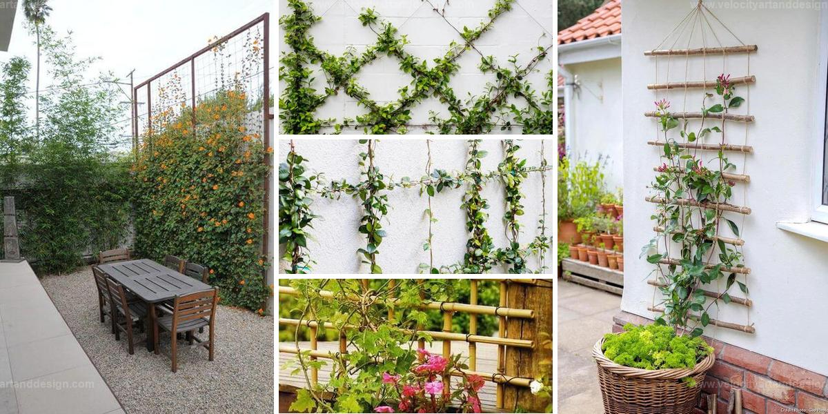 Best Garden Trellis Ideas