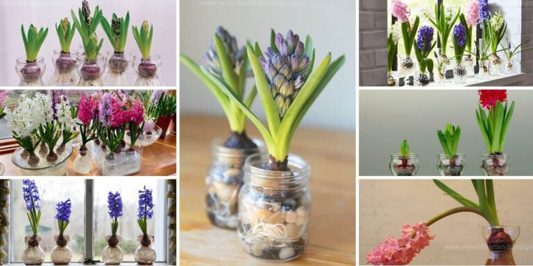 Best Hyacinth Bulb Growing Tips