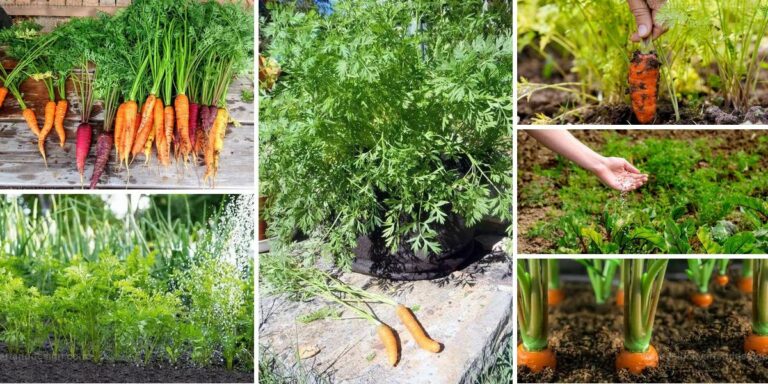 Easy Steps to Grow Carrots from a Bag