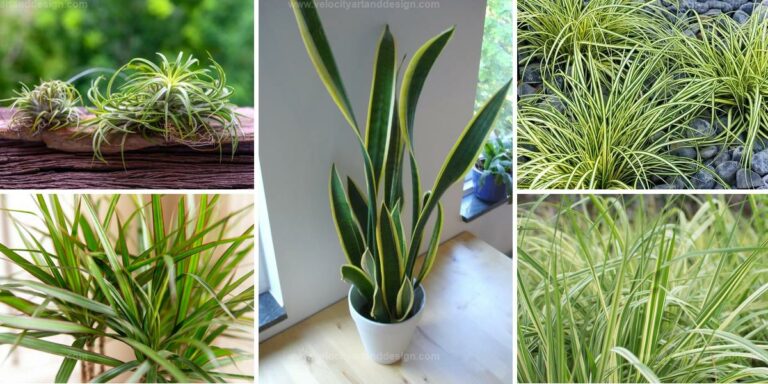 Best Houseplants Similar to Spider Plants