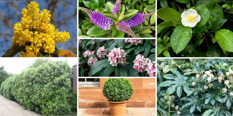 Best Evergreen Shrubs