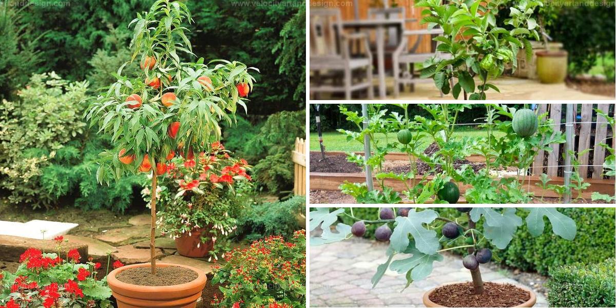 Fresh & Ornamental Fruit Tree for Containers