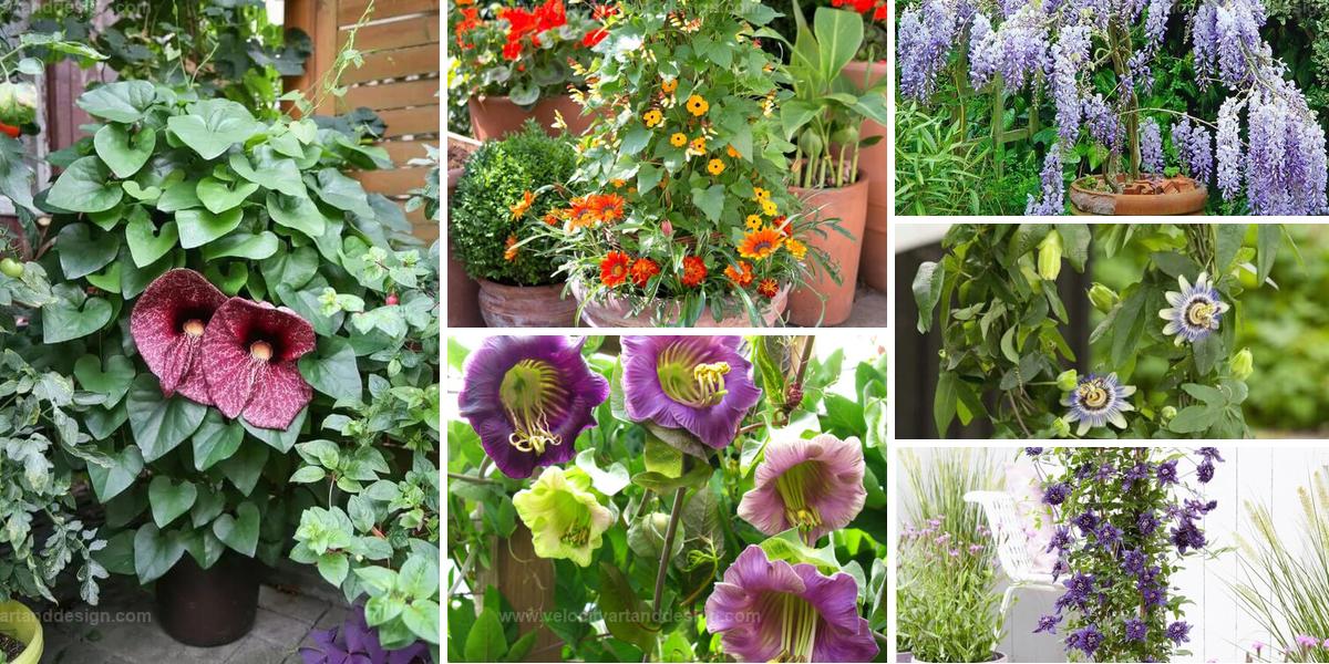 Best Vine Plants For Containers