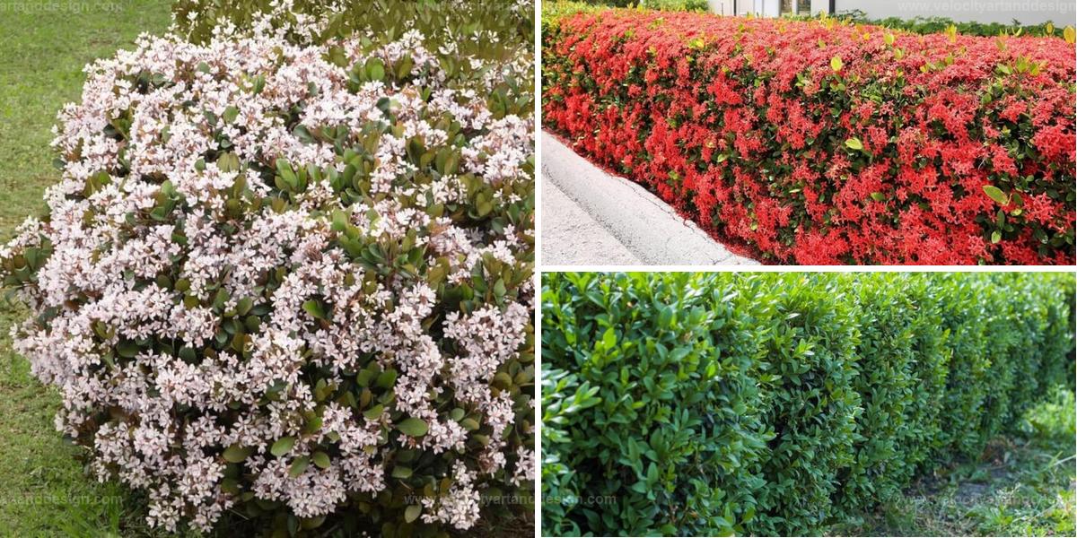 Top Hedge Plants