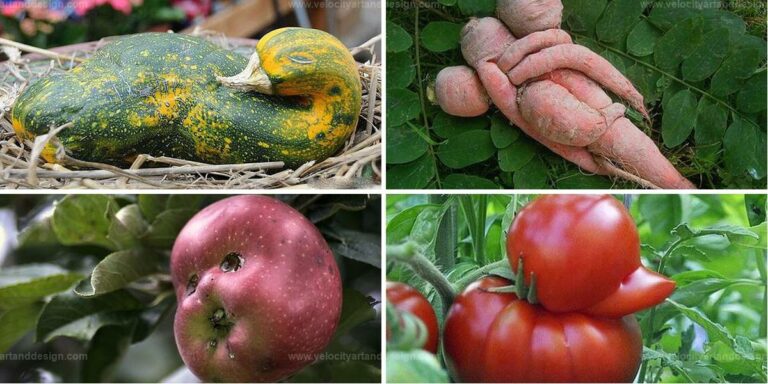 Best Unique Fruits And Vegetables Images