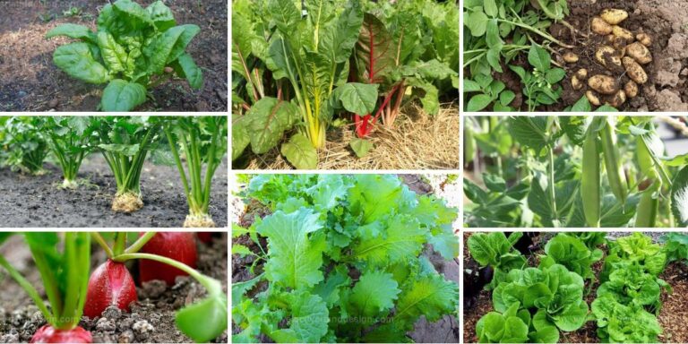 Best Vegetables for Shady Gardens