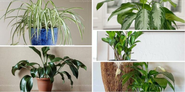 Best Houseplants for Office