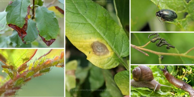 Common Spring Pests & Diseases