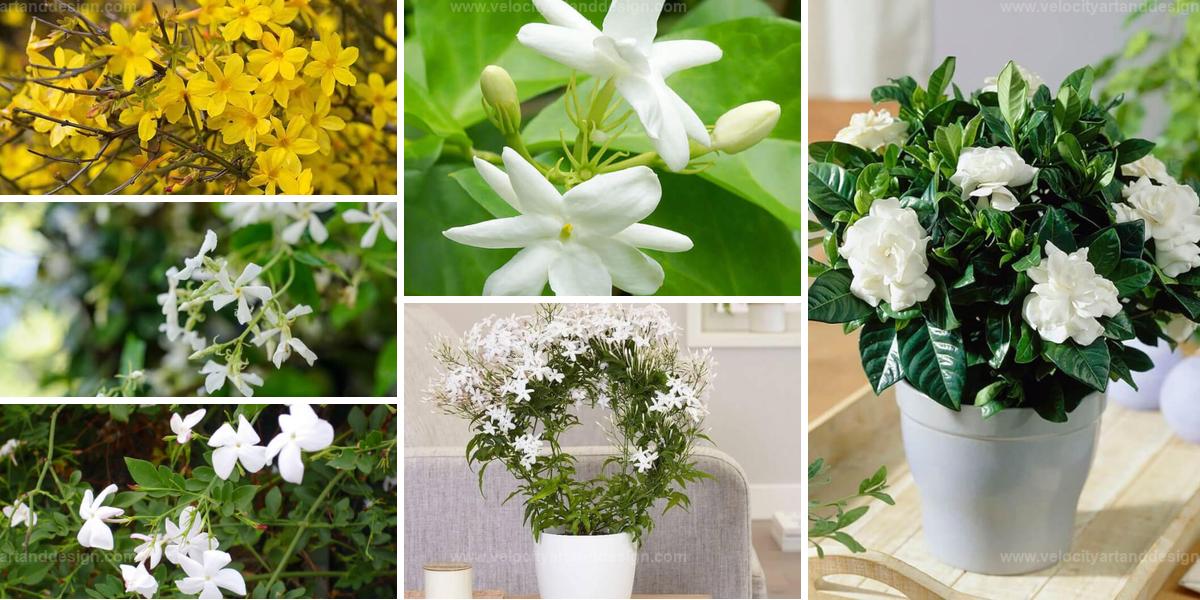 Best Jasmine Varieties