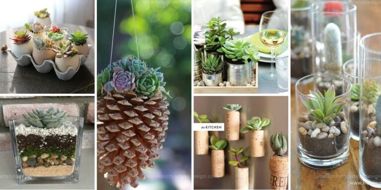 Top Recycled Succulent Planter Ideas