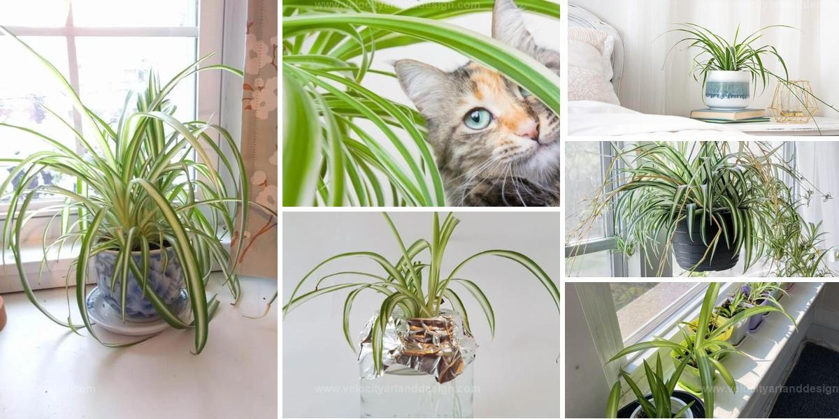 Top Spider Plant Benefits