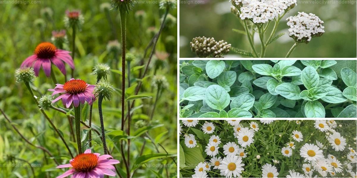 Best Therapeutic Plants