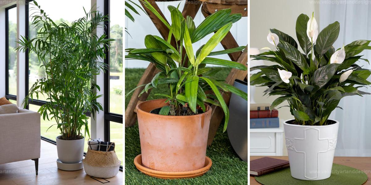 Top Houseplants For Anti-Allergy Gardens