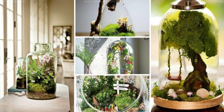 Top Indoor Moss Ideas