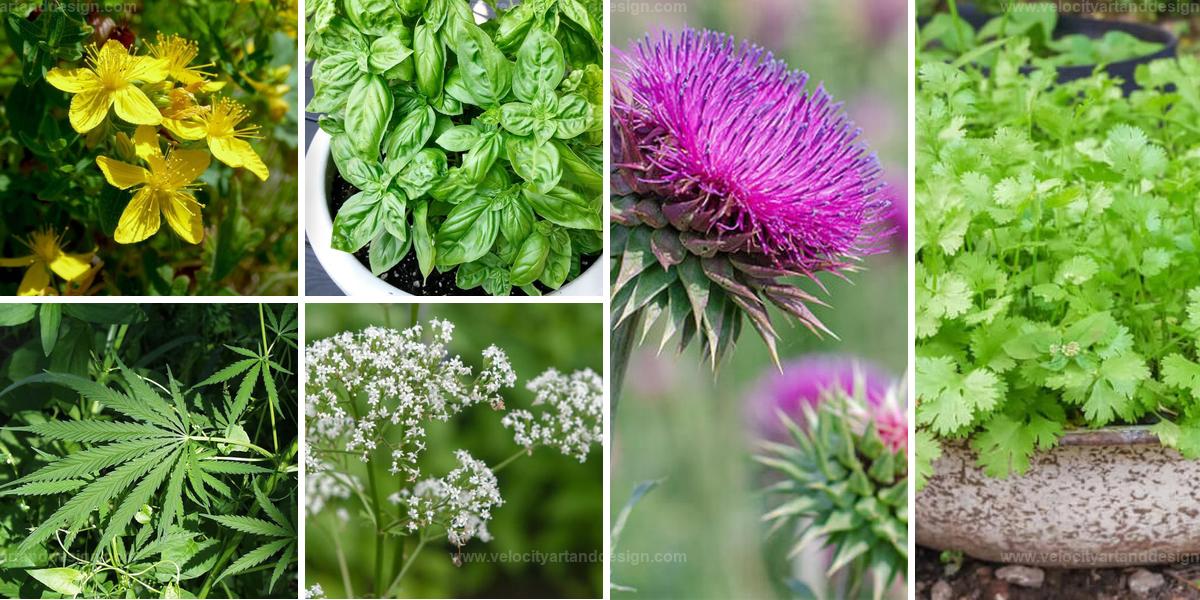 Best Medicinal Plants