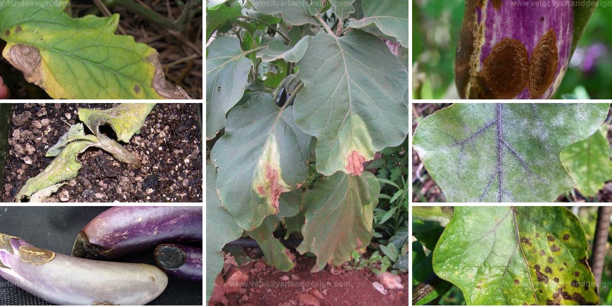 Popular Eggplant Diseases