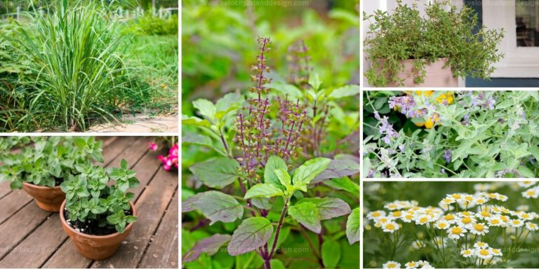 Top Must-Grow Herbs for Cough & Cold Relief