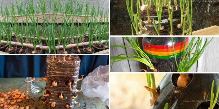 Top Steps to Grow Onions in Plastic Bottles