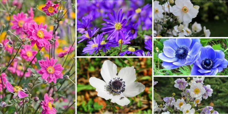 Best Windflower Varieties