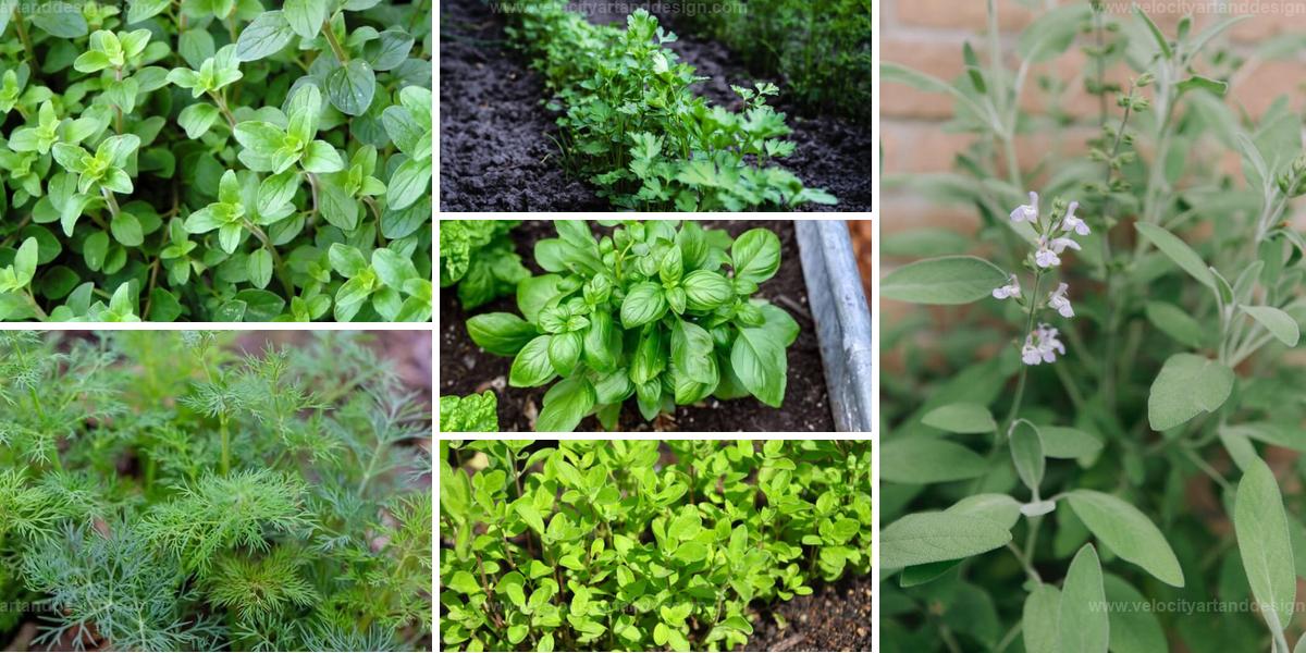 Top Companion Herbs To Grow