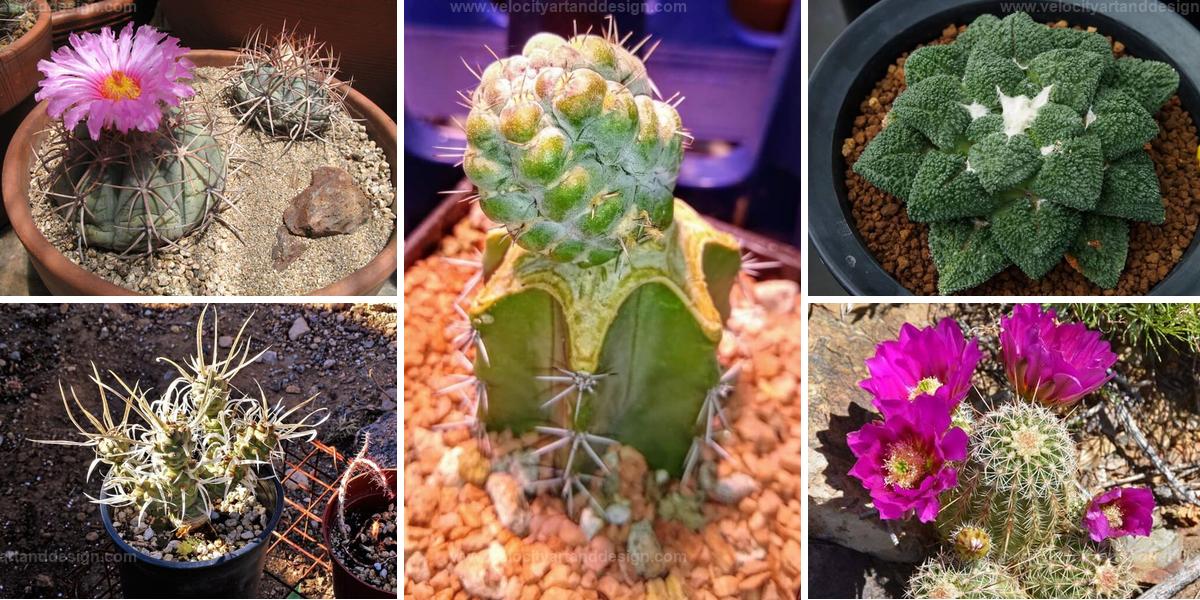 Top Strange Cactus Plants