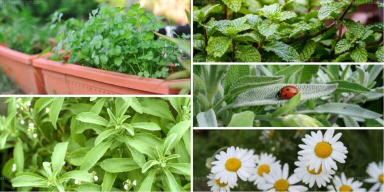 Best Tea Herbs to Grow at Home