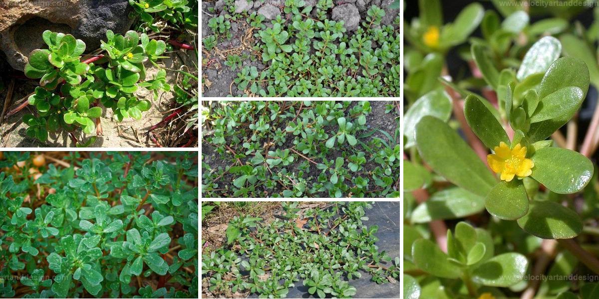 Top Reasons to Grow Purslane