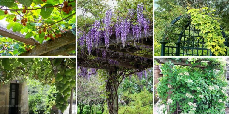 Top Climbing Plants