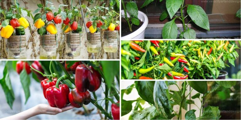 Top Ways to Grow Peppers in Plastic Bottles