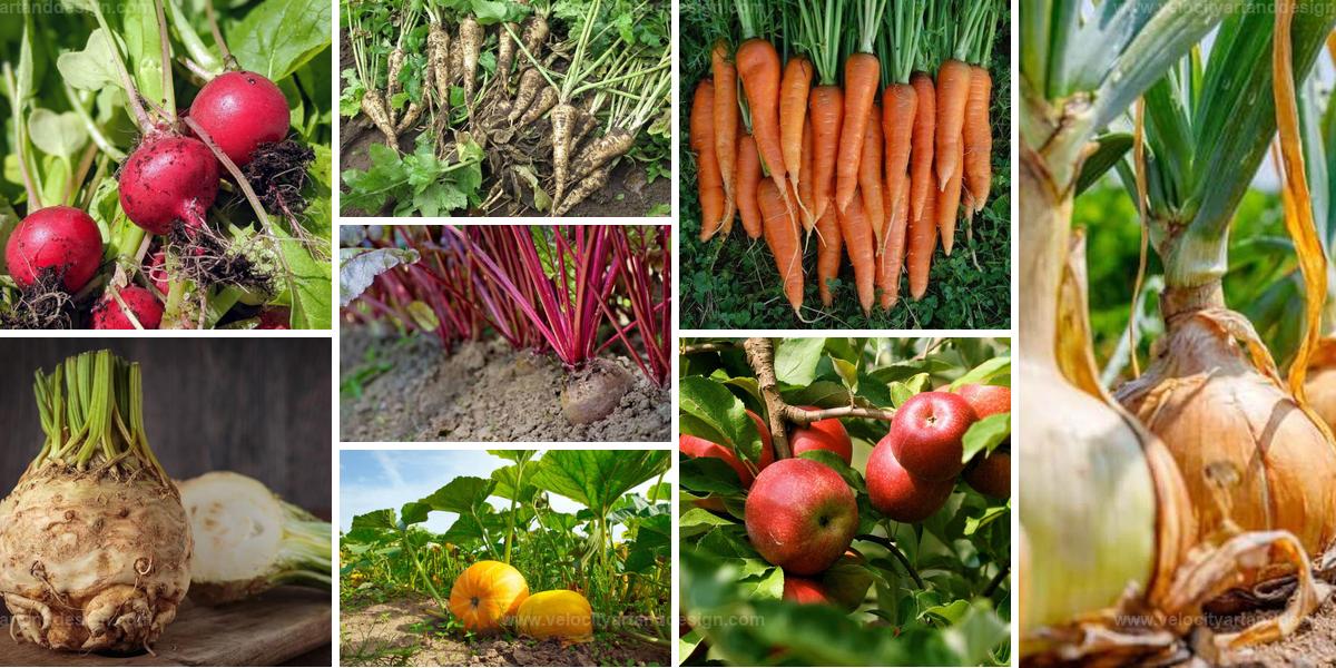 Top Winter Vegetables