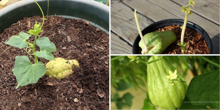 Best Tips for Thriving Chayote Squash in Pots