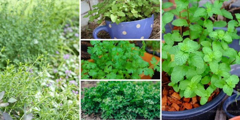 Top Fall Herbs